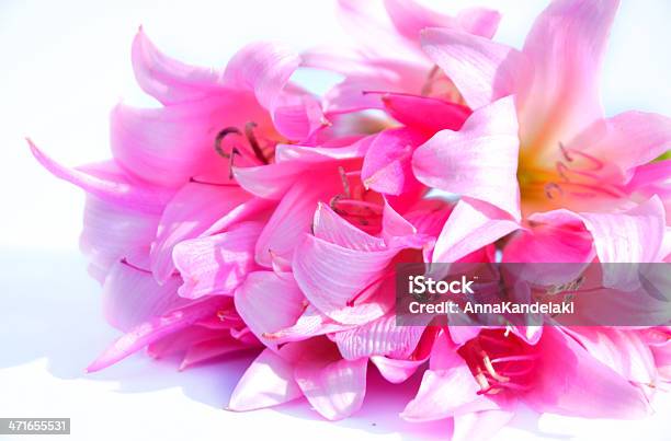 Cor De Rosa - Fotografias de stock e mais imagens de Amor - Amor, Beleza, Beleza natural