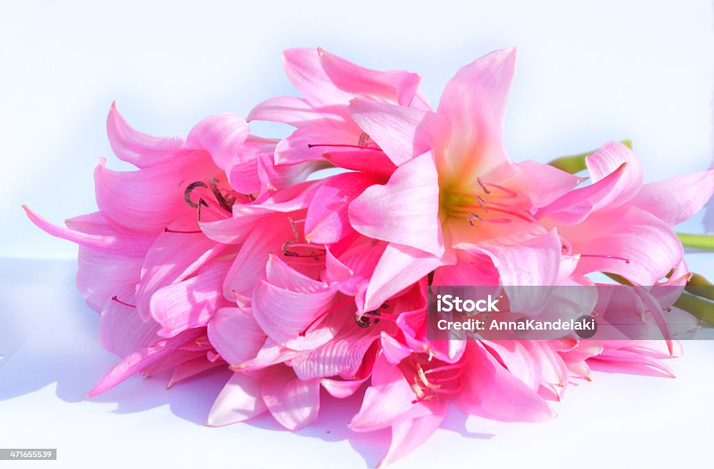 Rosa  - Foto de stock de Belleza libre de derechos