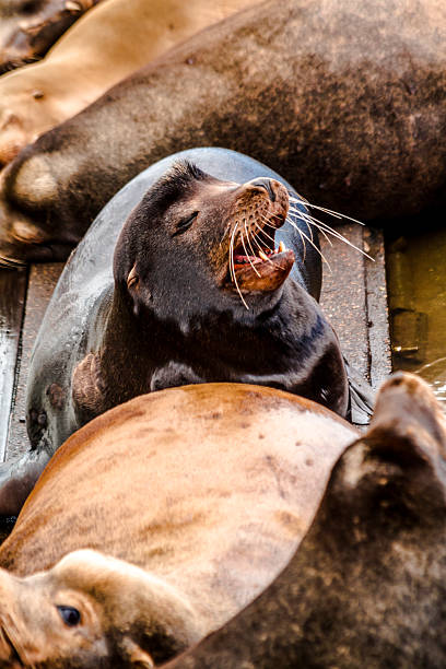 istock Pacific Northwest Sea Lions and Seals 471655626