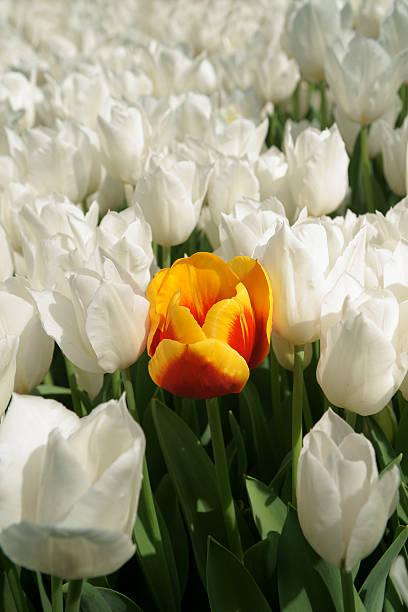 istock red&yellow tulip among a crowd of white 471655815