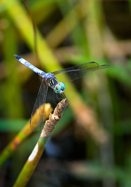 Blue Dragonfly on Twig stock photo