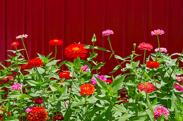 istock Zinnias in Full Bloom Against a Bright Red Barn 471655942