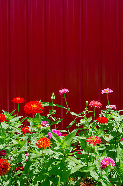 istock Zinnias in Full Bloom Against a Bright Red Barn 471655946
