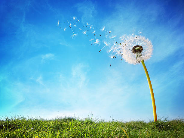 Dandelion clock dispersing seed Dandelion with seeds blowing away in the wind across a clear blue sky with copy space time period stock pictures, royalty-free photos & images