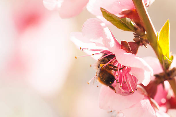 istock beautiful pink plum flowers in spring 471656600