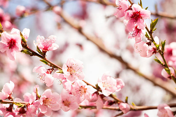 istock beautiful pink plum flowers in spring 471656604