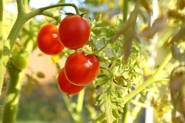Fresh red ripe cherry tomato on plant  in greenhouse