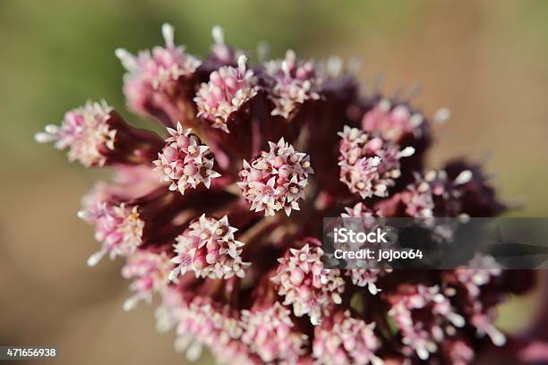 Butterbur Blossom Macro Stock Photo - Download Image Now - Close-up, 2000-2009, 2015