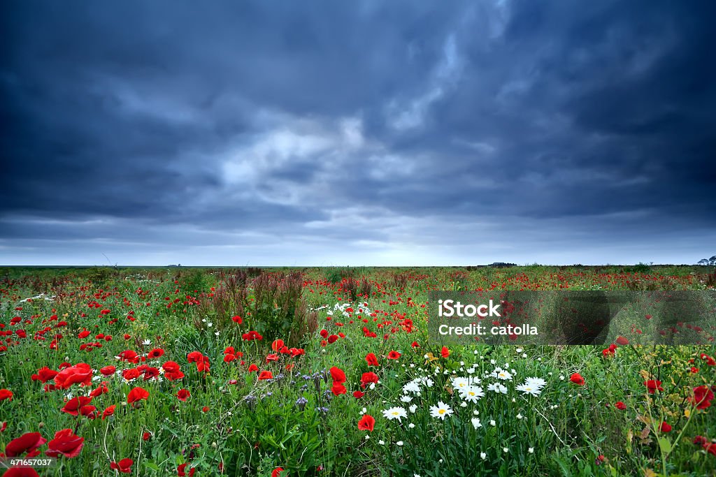 field with red poppy flowers and daisy gloomy clouded sky over field with red poppy flowers and daisy Agricultural Field Stock Photo