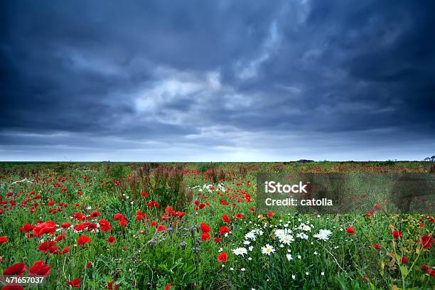 Field With Red Poppy Flowers And Daisy Stock Photo - Download Image Now - Agricultural Field, Blossom, Bright