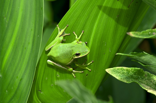 Picture taken at Sabah Malaysia,The European tree frog, (Hyla Arborea) small tree frog,common frog , Amphibian Animal