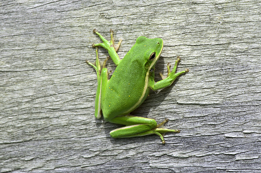 A child holds a small green pond frog in his hand