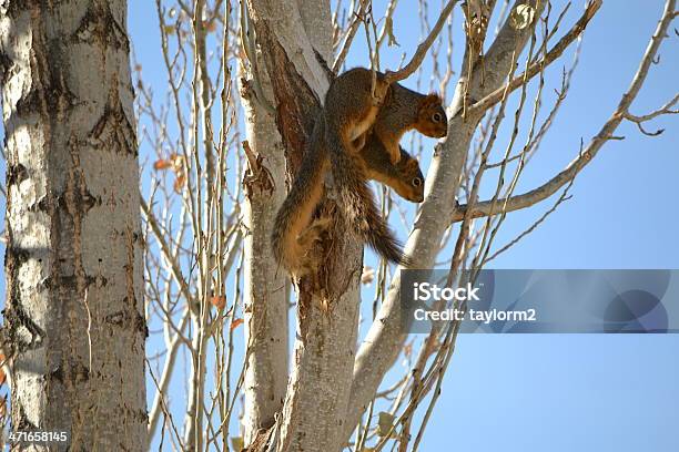 Scoiattolo Partner - Fotografie stock e altre immagini di Amicizia - Amicizia, Animale, Animale selvatico