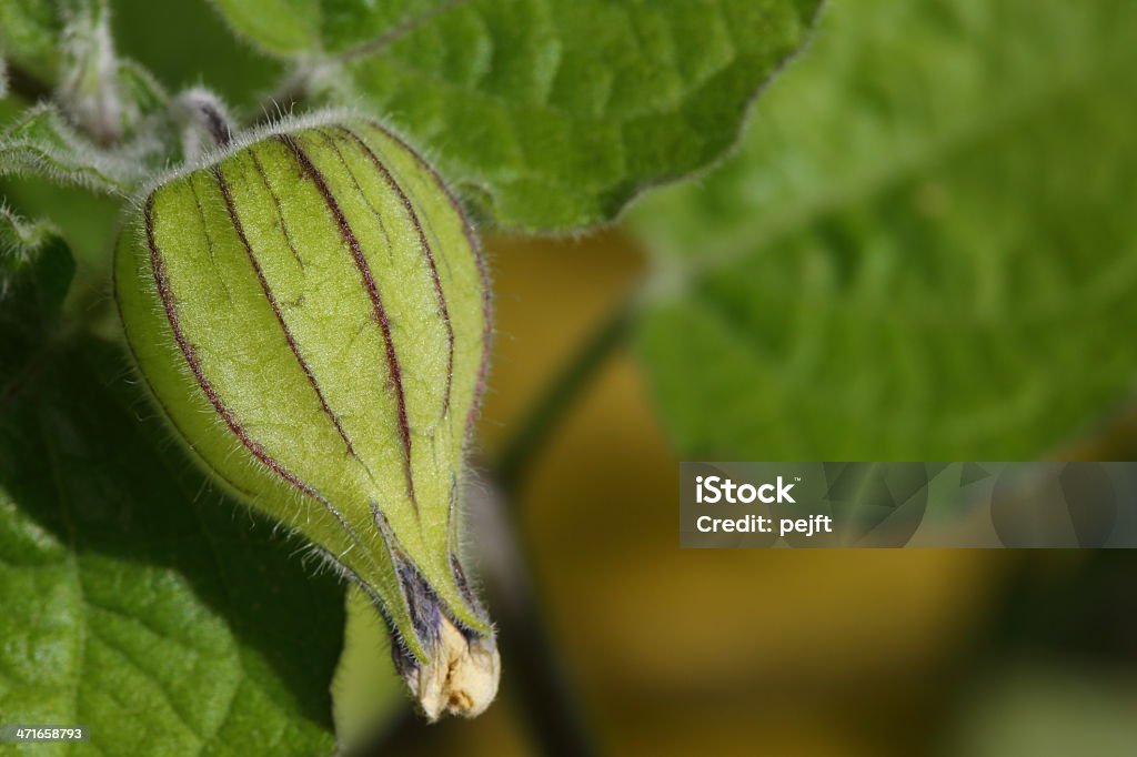 Physalis peruviana Unreif - Lizenzfrei Eigen-Anbau Stock-Foto