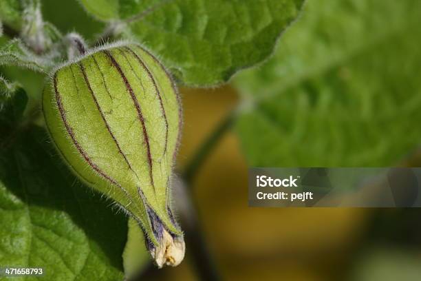 Physalis Peruviana Acerbo - Fotografie stock e altre immagini di Acerbo - Acerbo, Alchechengi del Capo, Alimentazione sana