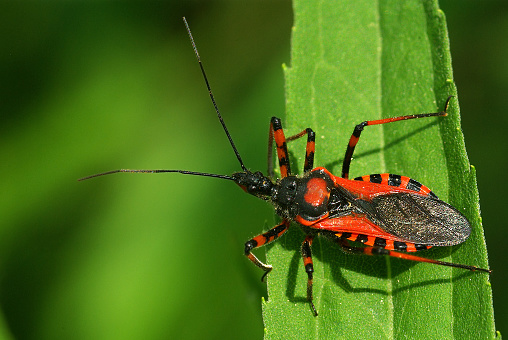 Assassin bug Rhynocoris iracundus