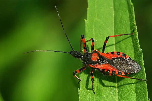 Assassin bug Rhynocoris iracundus