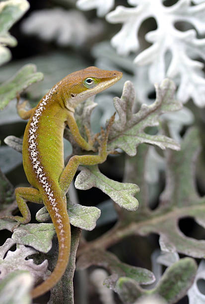 istock Green Anole Lizard Rests on Dusty Miller Plant Leaves 471659573