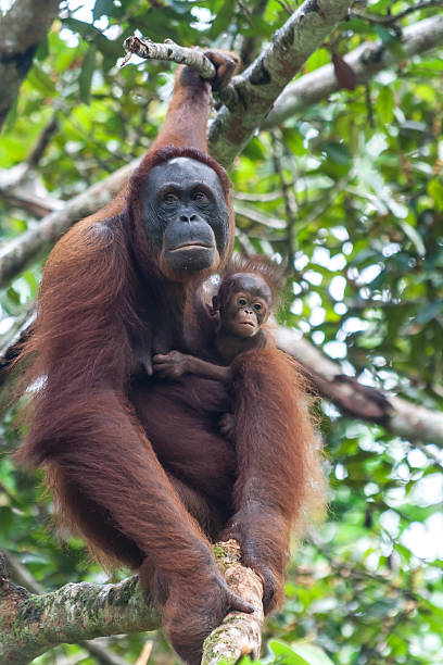 istock Mother uran utang with child 471659697