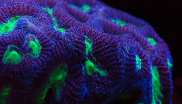 istock Tropical reef coral favia 471659820