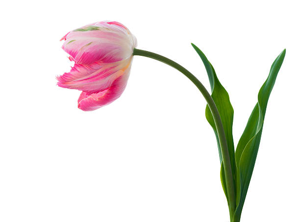 핑크 패럿튤립 하얀 배경에서. - double tulip 뉴스 사진 이미지