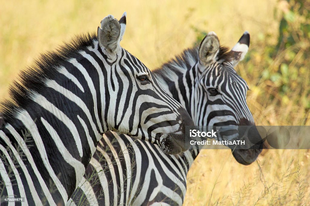 Wspólne zebras - Zbiór zdjęć royalty-free (Afryka)