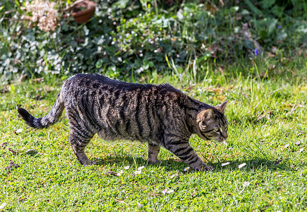 istock tiger cat strolls around in the garden under the sun 471660040