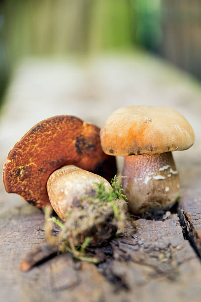 mushrooom - cepe fungus forest dining fotografías e imágenes de stock