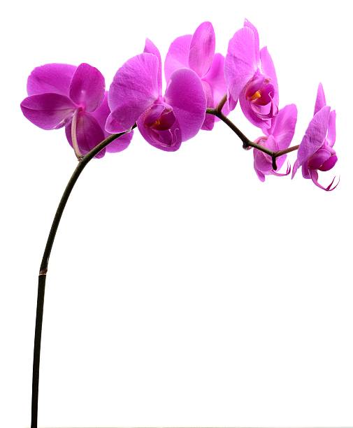 istock Pink orchid with long stalk isolated on white 471660162