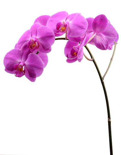 istock Pink orchid with long stalk isolated on white 471660164