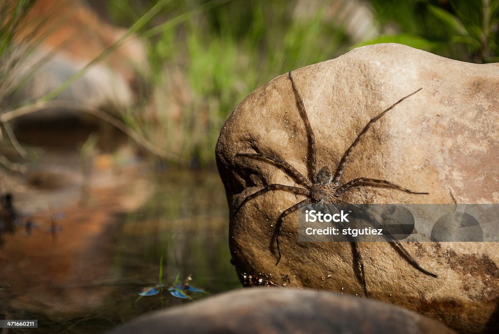 Water Spider - Foto de stock de Alfaiate - Inseto royalty-free