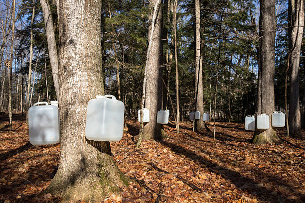 antippen zuckerahorn bäumen für sap - maple syrup tree sap stock-fotos und bilder