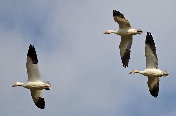 istock Three Snow Geese Flying in a Cloudy Sky 471660382