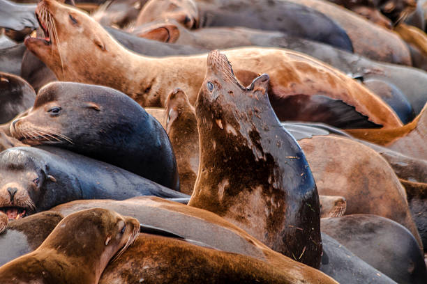 istock Pacific Northwest Sea Lions and Seals 471660480