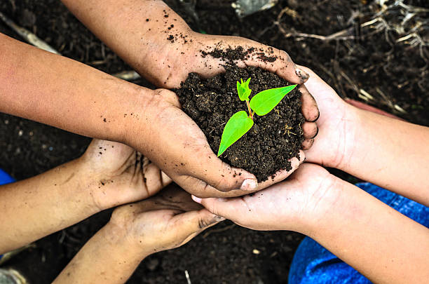 istock child holding young plant in hands . Ecology concept 471662030