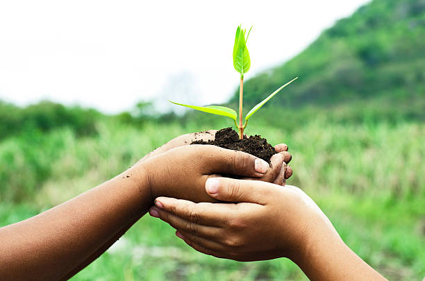 istock child holding young plant in hands against 471662200