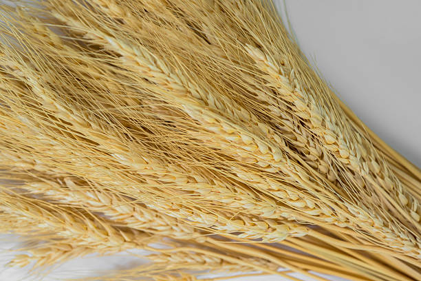 istock Stalks of barley ears 471662363