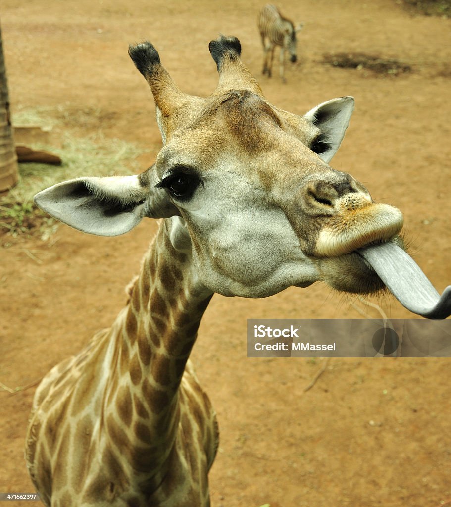 Girafa língua para fora ao Lado - Royalty-free Animal Foto de stock