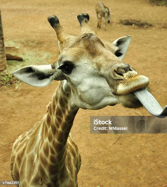 Girafa Língua Para Fora Ao Lado - Fotografias de stock e mais imagens de Animal - Animal, Boca de animal, Cabeça de animal