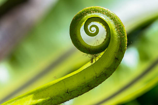 istock The green fern origin 471662715