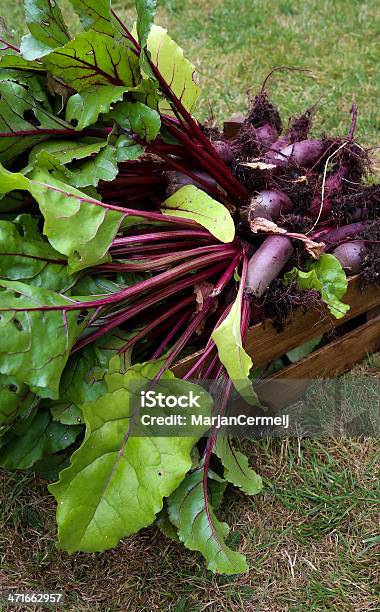 Crate Of Organic Grown Свекольный — стоковые фотографии и другие картинки Большая группа объектов - Большая группа объектов, Веганство, Вегетарианское питание