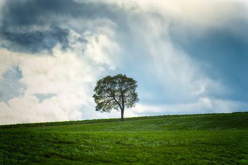 Minimalist image of a lone tree in the middle of a grassy sloping hillside under cloudy skies in Yamhill County, Oregon