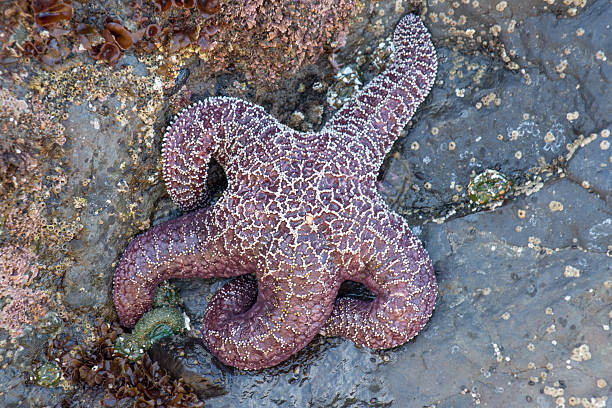 istock Close up of a purple live starfish 471663346