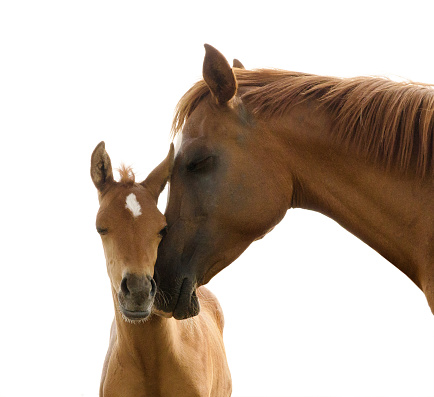 Asil Arabian foal (Asil means - this arabian horses are of pure egyptian descent) - about 8 weeks old. Isolated on white. The young stallion smooch with his mother.  