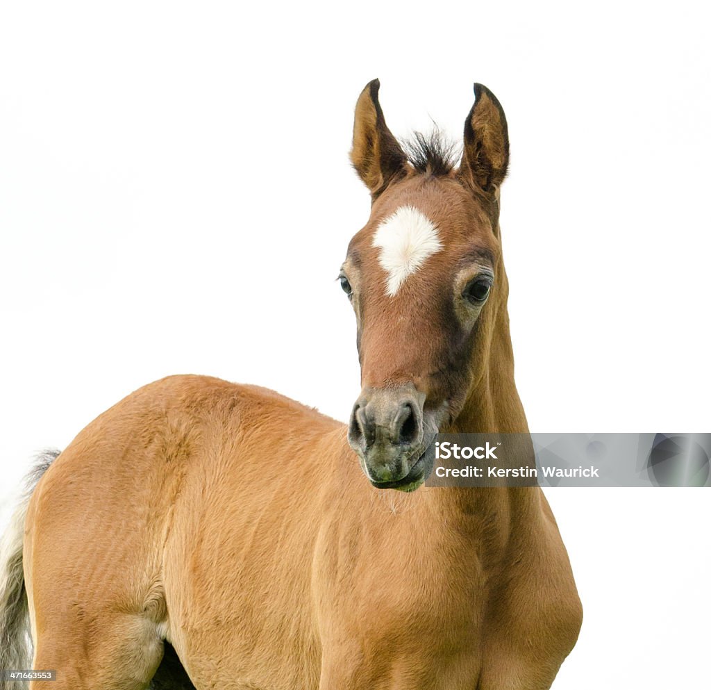 Black Cab Araber Fohlen-isoliert auf weiss - Lizenzfrei Pony Stock-Foto