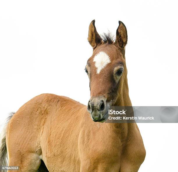 Black Cab Araber Fohlenisoliert Auf Weiss Stockfoto und mehr Bilder von Pony - Pony, Tier, Weißer Hintergrund