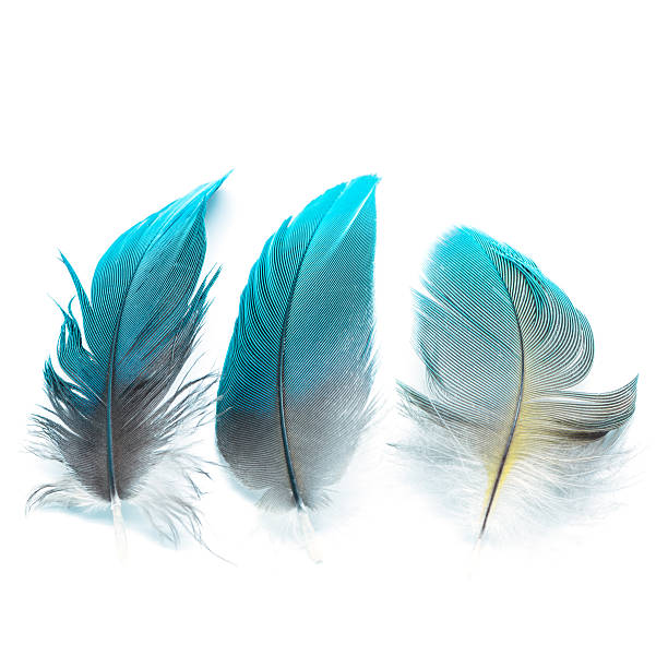 bird feathers isolated stock photo