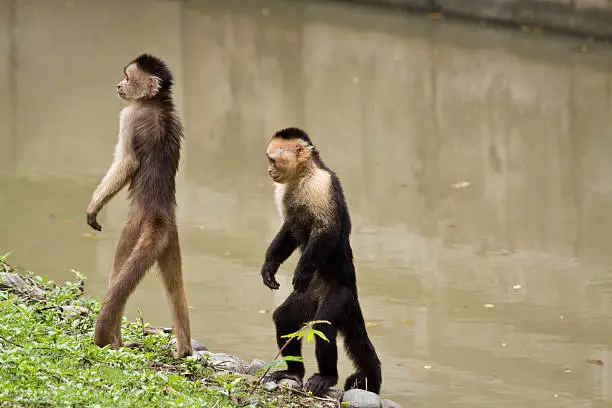 Photo of Monkeys in Parque Historico, cultural and educational park, Guayaquil