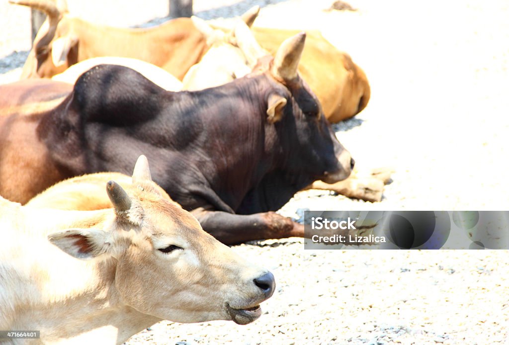 Bulls - Foto de stock de Animais caçando royalty-free