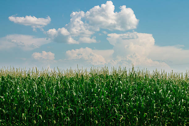 istock Field of corn with blue sky 471664411